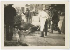 Horse and wagon accident on High Street, Chestertown, MD