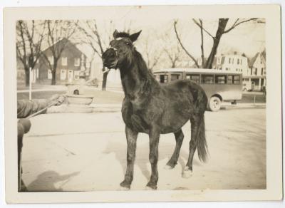 Horse recovered after a wagon accident on High Street, Chestertown, MD